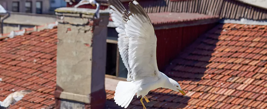Residential Chimney Animal Removal Solution in Westchester, IL
