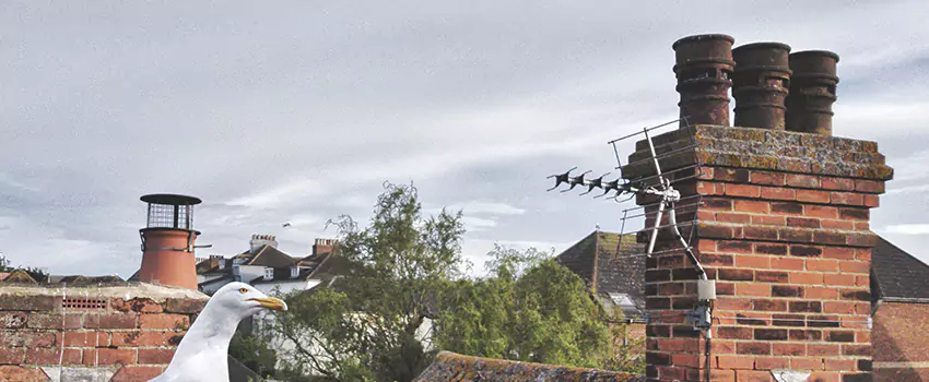 Chimney Cleaning And Restoration in Westchester, Illinois